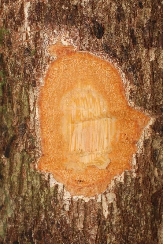 Andira coriacea other