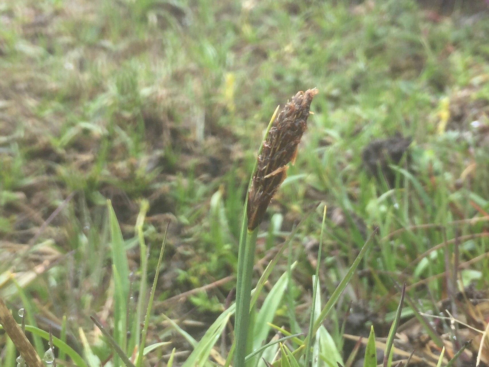 Carex uncinioides flower