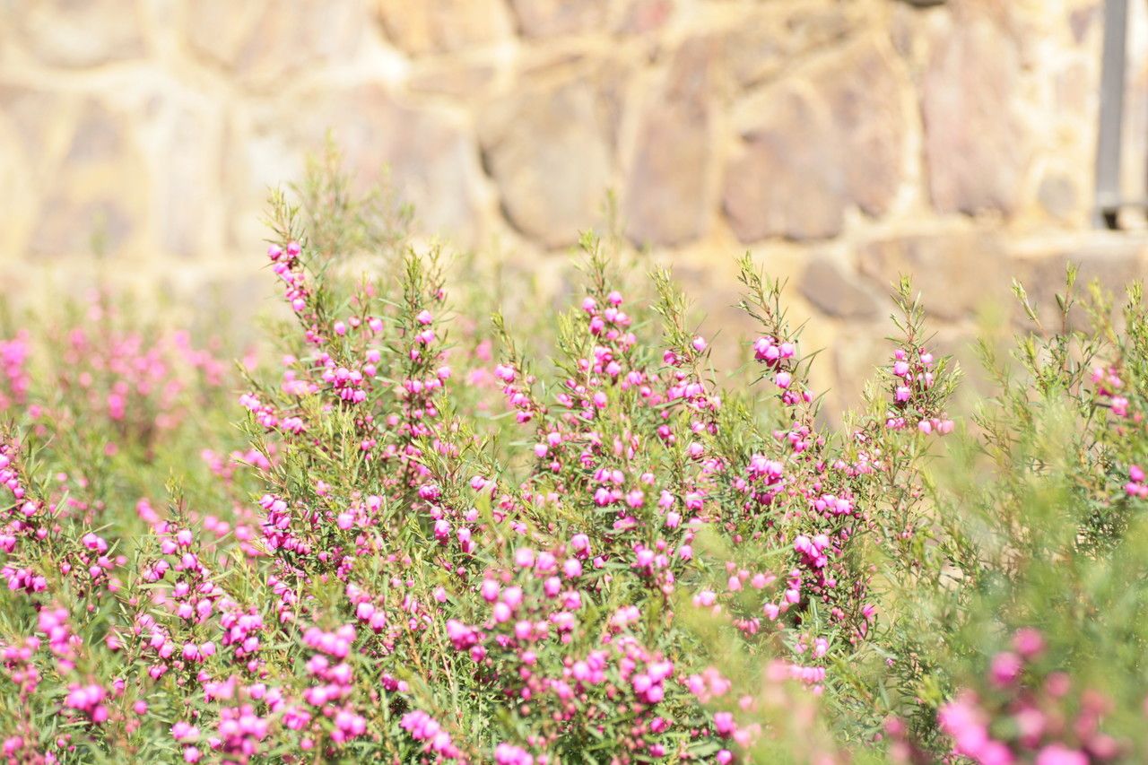 Boronia heterophylla habit