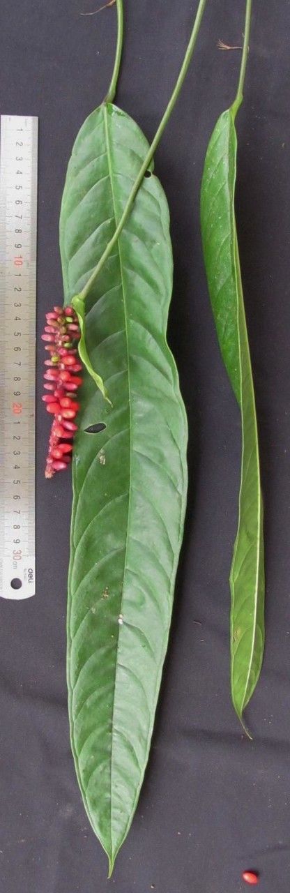 Anthurium testaceum other