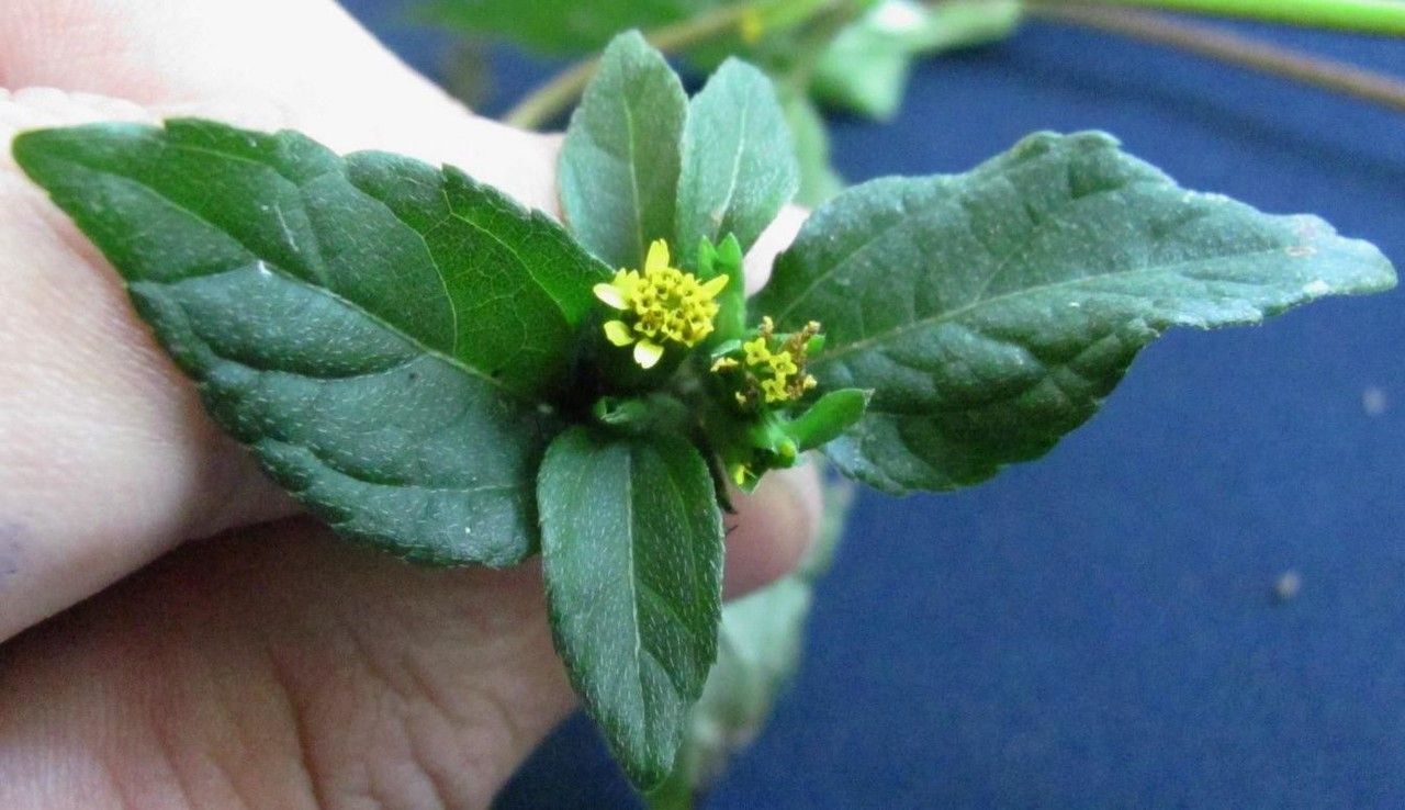 Calyptocarpus wendlandii other