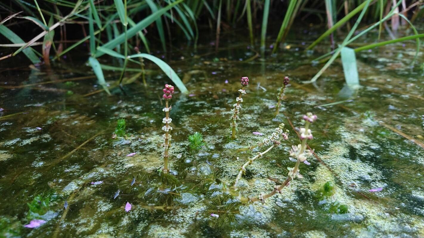 Myriophyllum verticillatum flower
