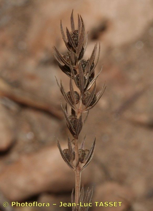 Crucianella patula — related species from the same genus
