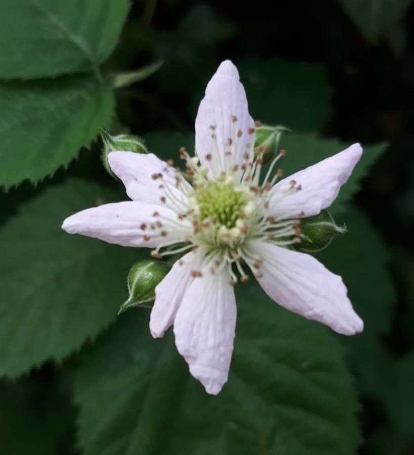 Rubus camptostachys fruit