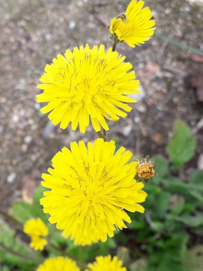 Crepis sancta flower