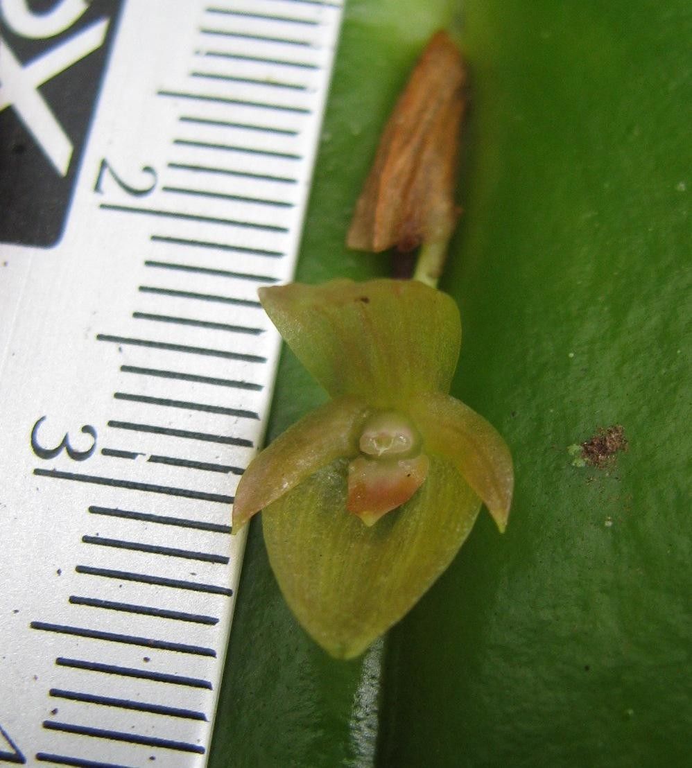Pleurothallis homalantha other