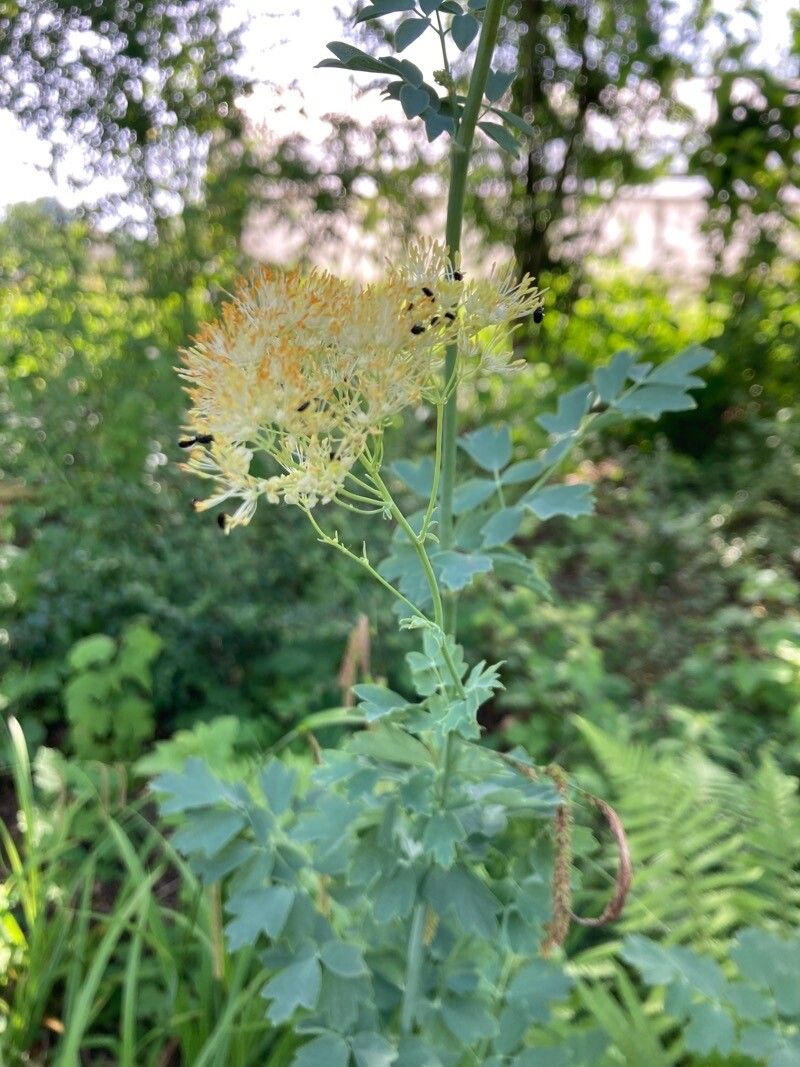 Thalictrum speciosissimum flower
