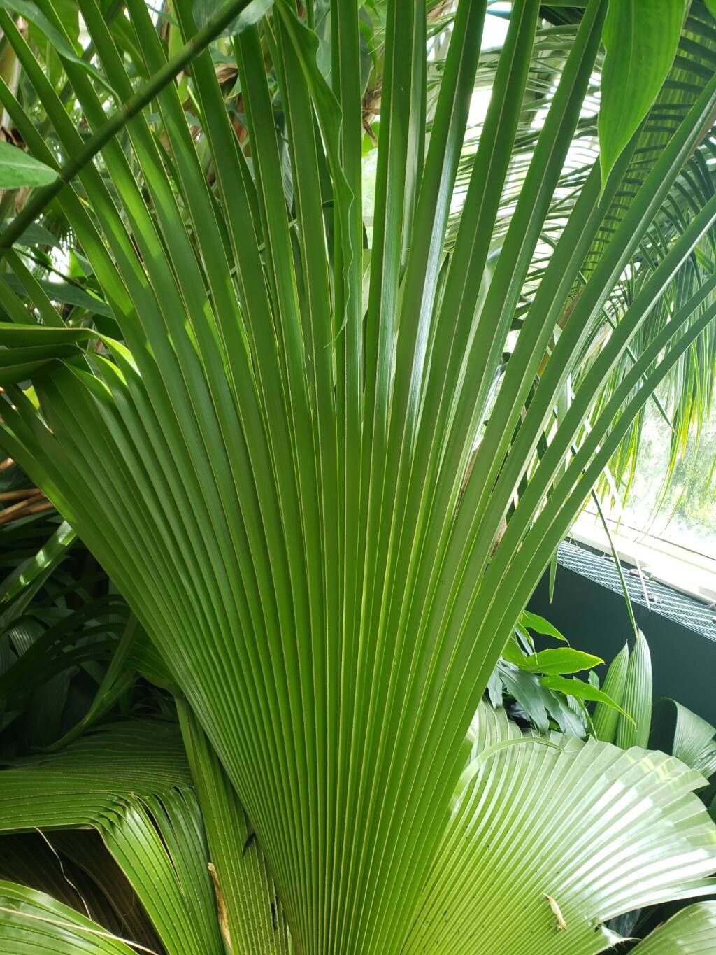 Copernicia macroglossa — search result for 'Copernicia'