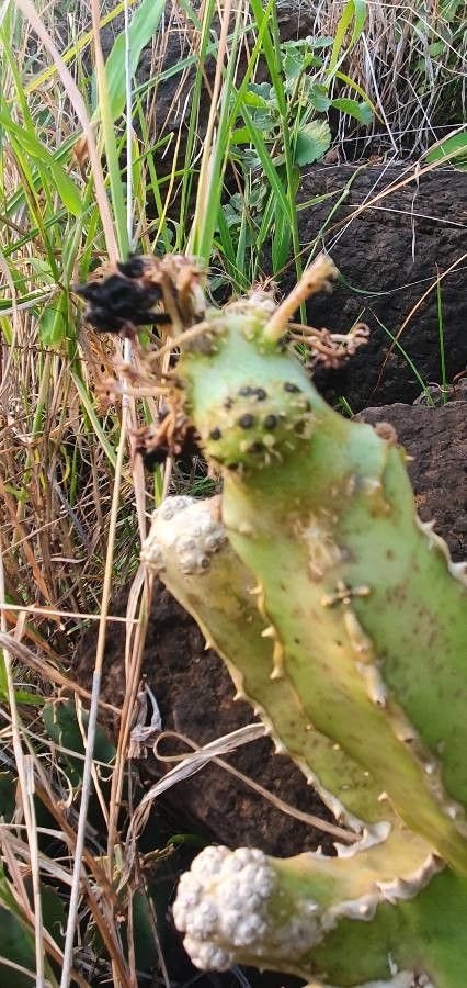 Desmidorchis foetida leaf