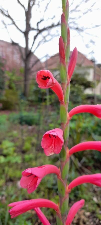 Watsonia aletroides flower