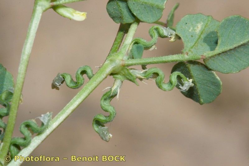 Trigonella anguina leaf