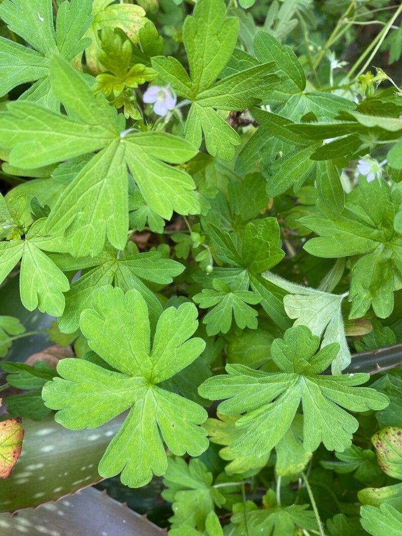 Geranium homeanum flower