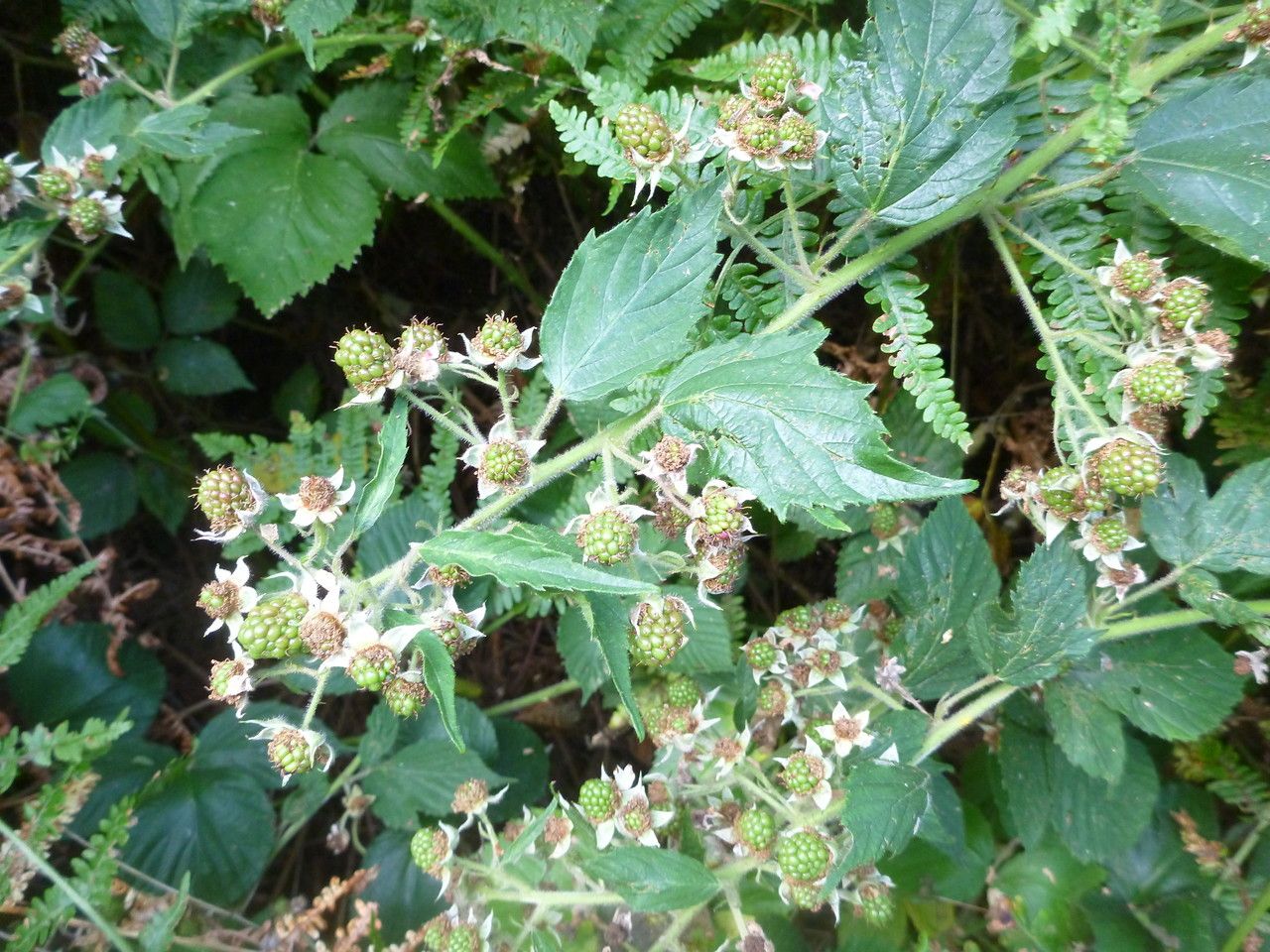 Rubus insectifolius flower