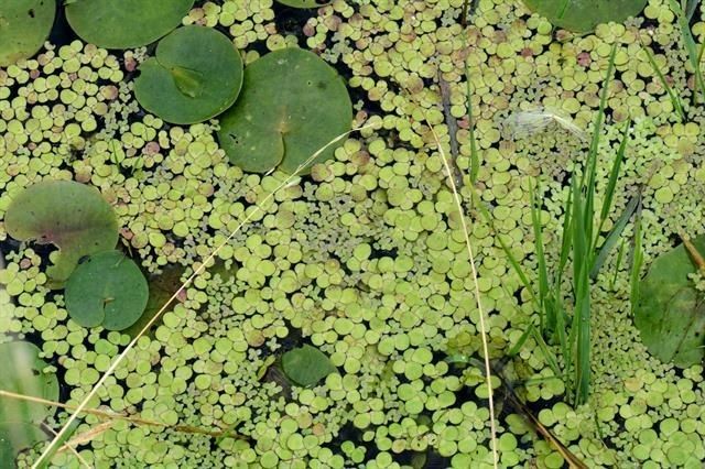 Lemna turionifera habit