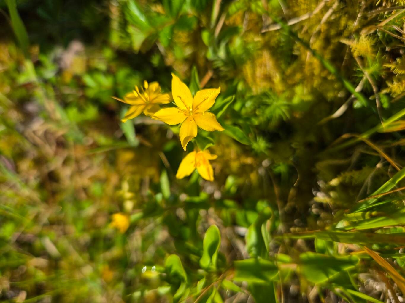 Lysimachia azorica flower