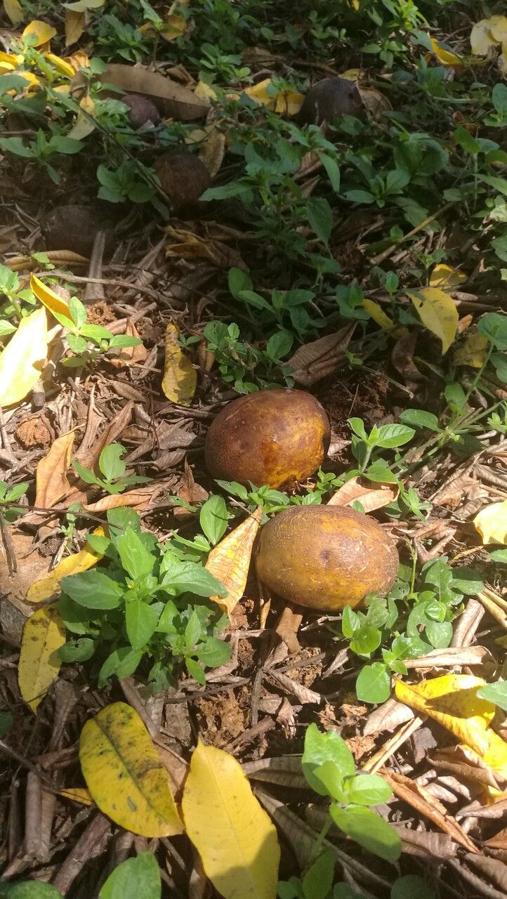 Spondias mombin fruit