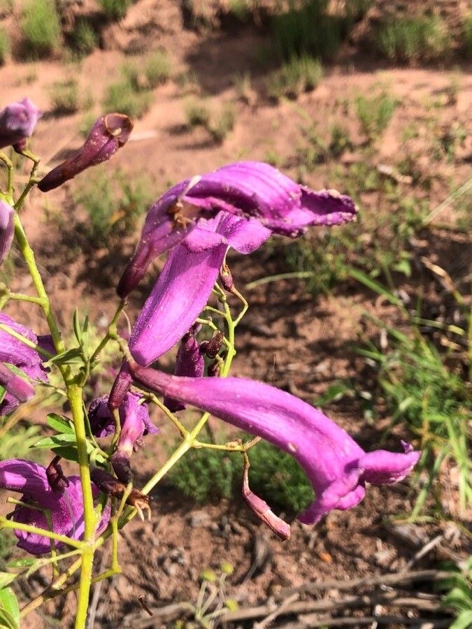 Jacaranda puberula flower