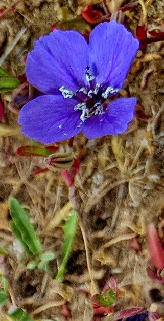 Clarkia tenella — search result for 'Clarkia'