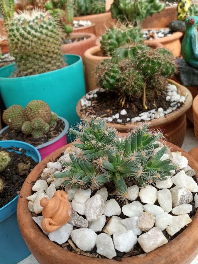 Trichodiadema densum bark