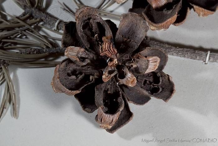 Pinus quadrifolia fruit