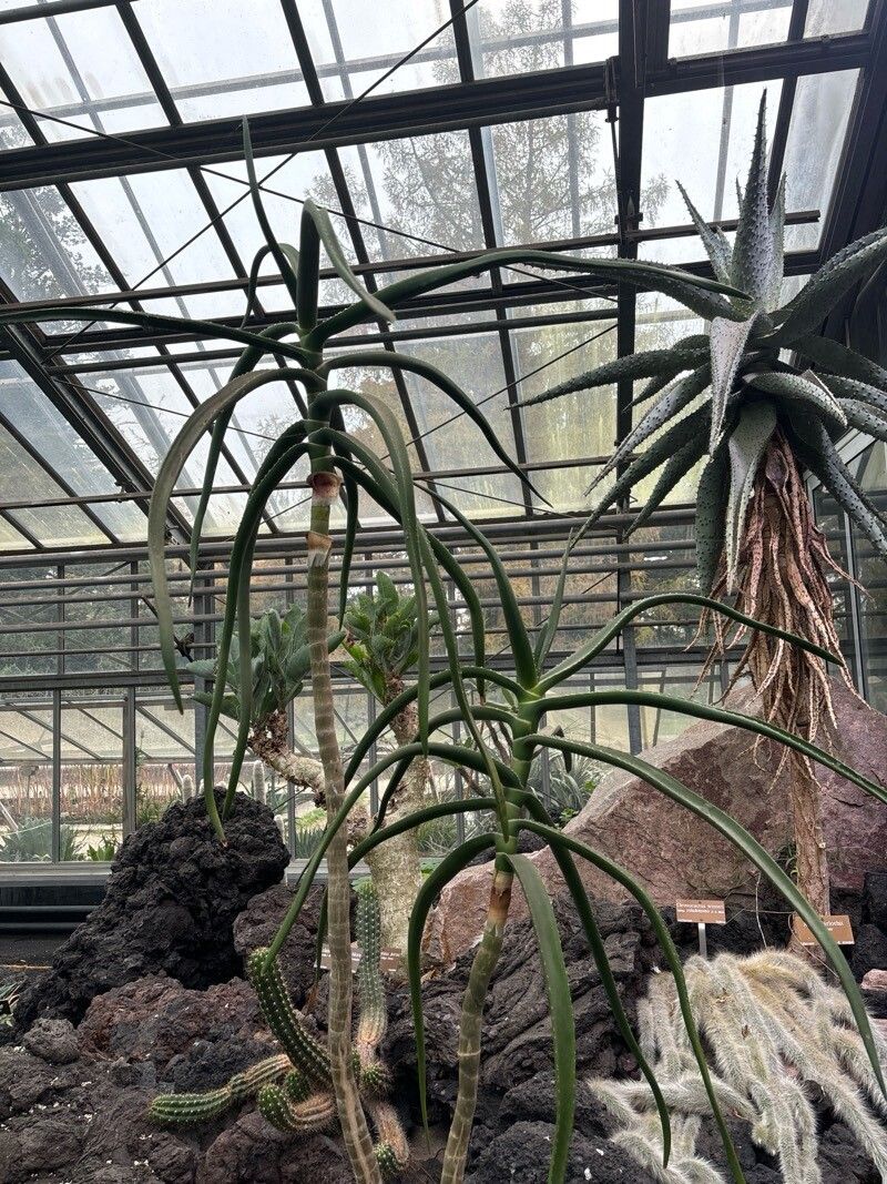 Aloidendron eminens — related species from the same genus