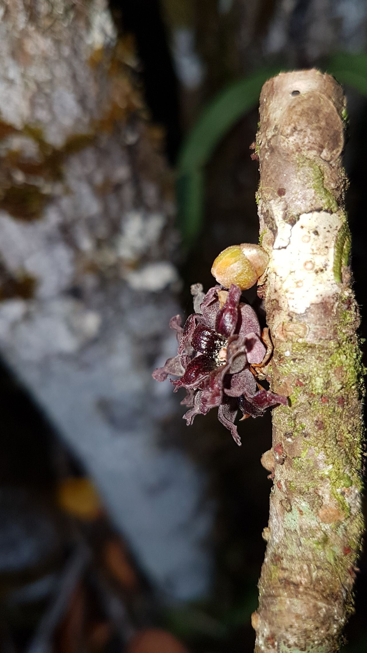 Acropogon schumanniana flower