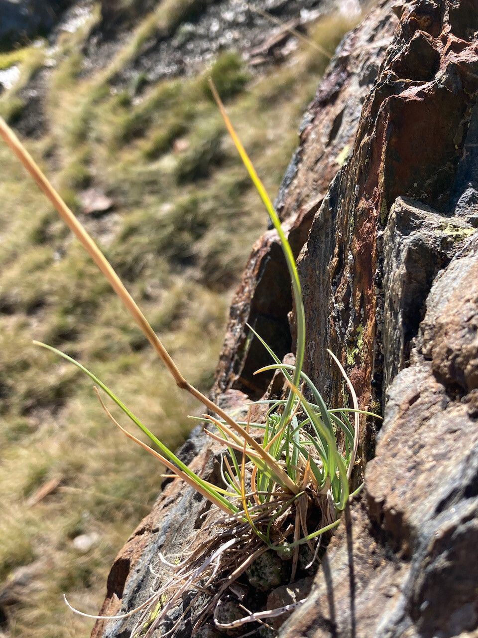 Helictotrichon sedenense — search result for 'Helictotrichon'