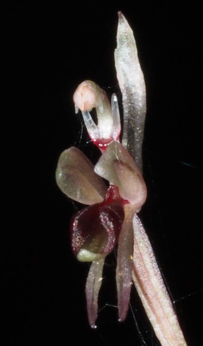 Acianthus corniculatus — houseplant care guide