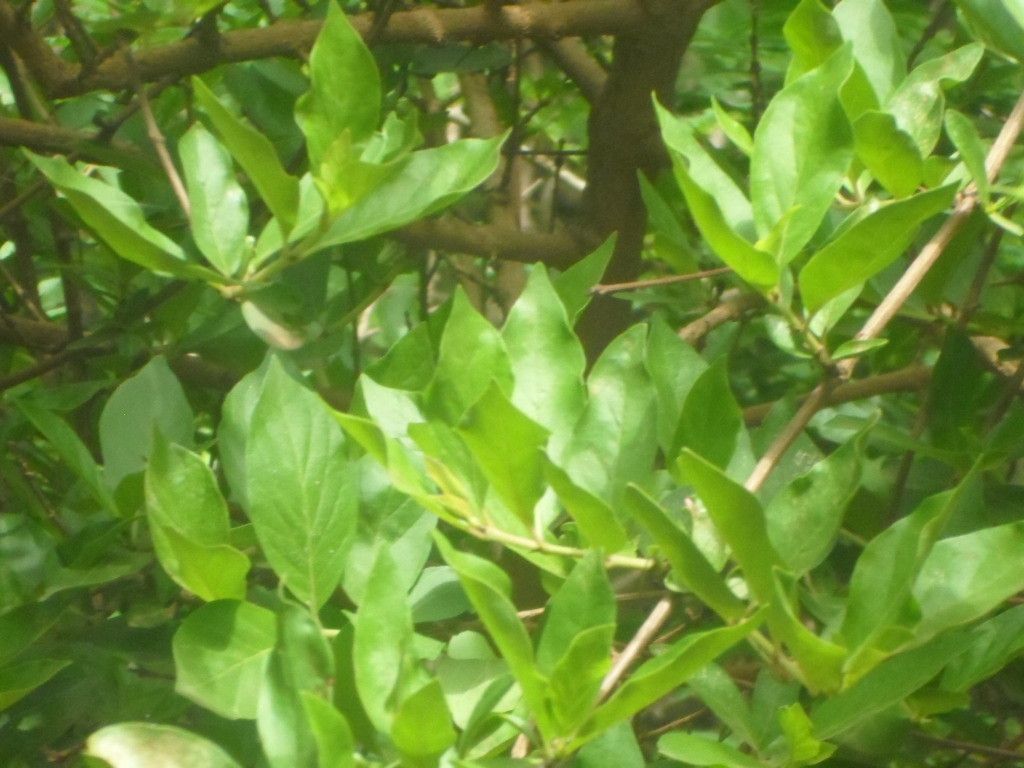 Feretia apodanthera — houseplant care guide