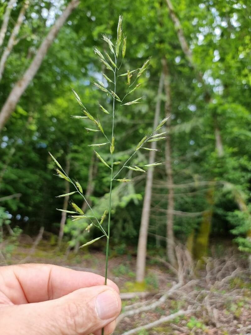 Festuca heterophylla flower