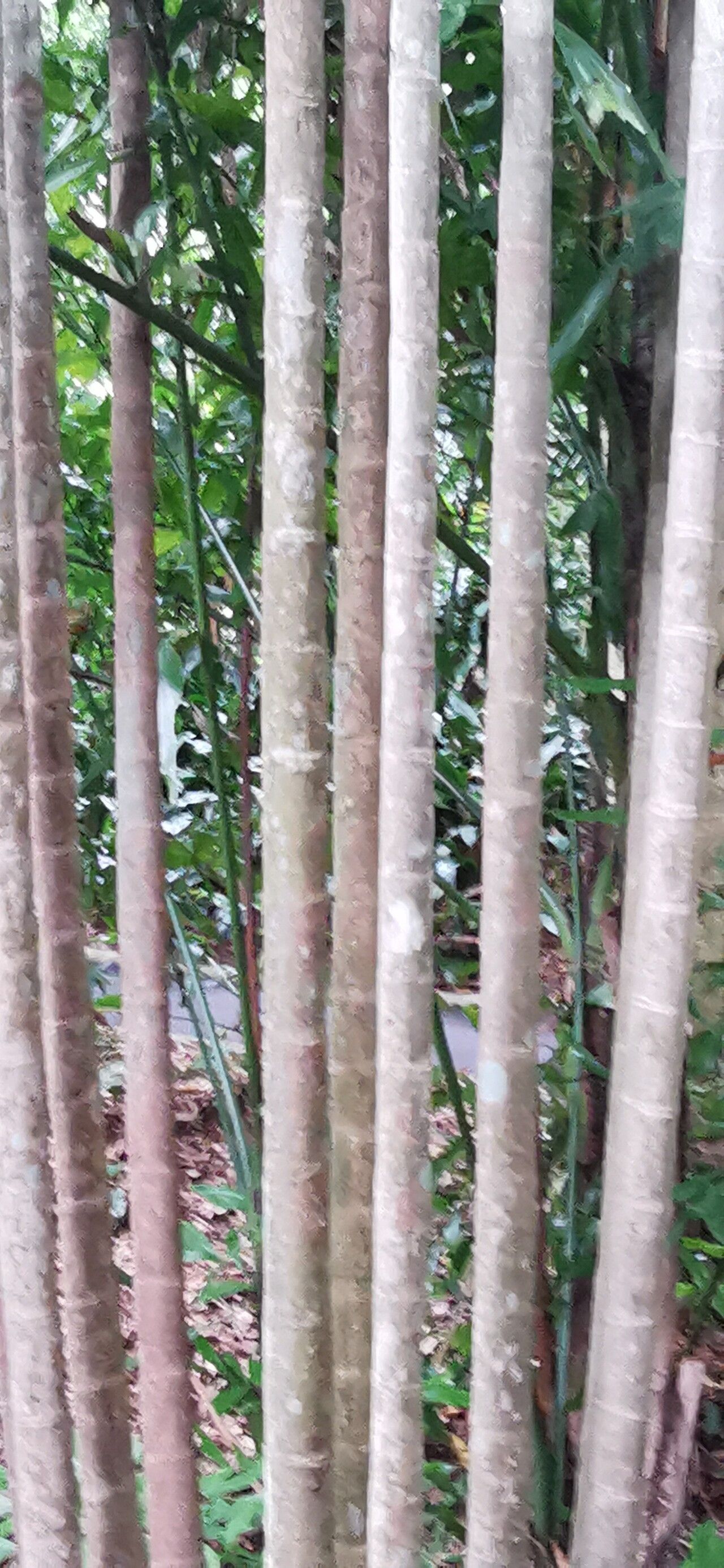 Ptychosperma furcatum bark