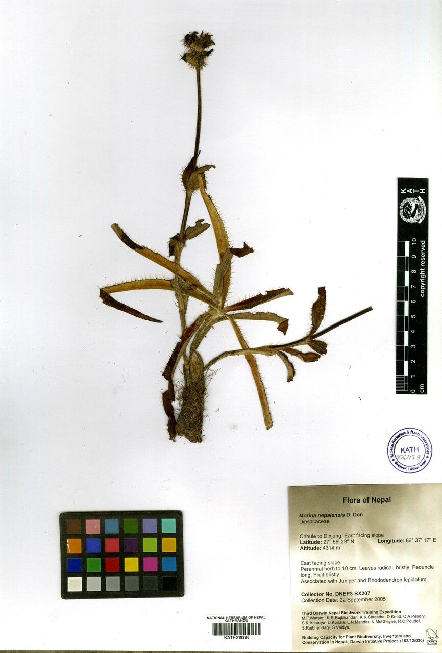 Morina nepalensis other