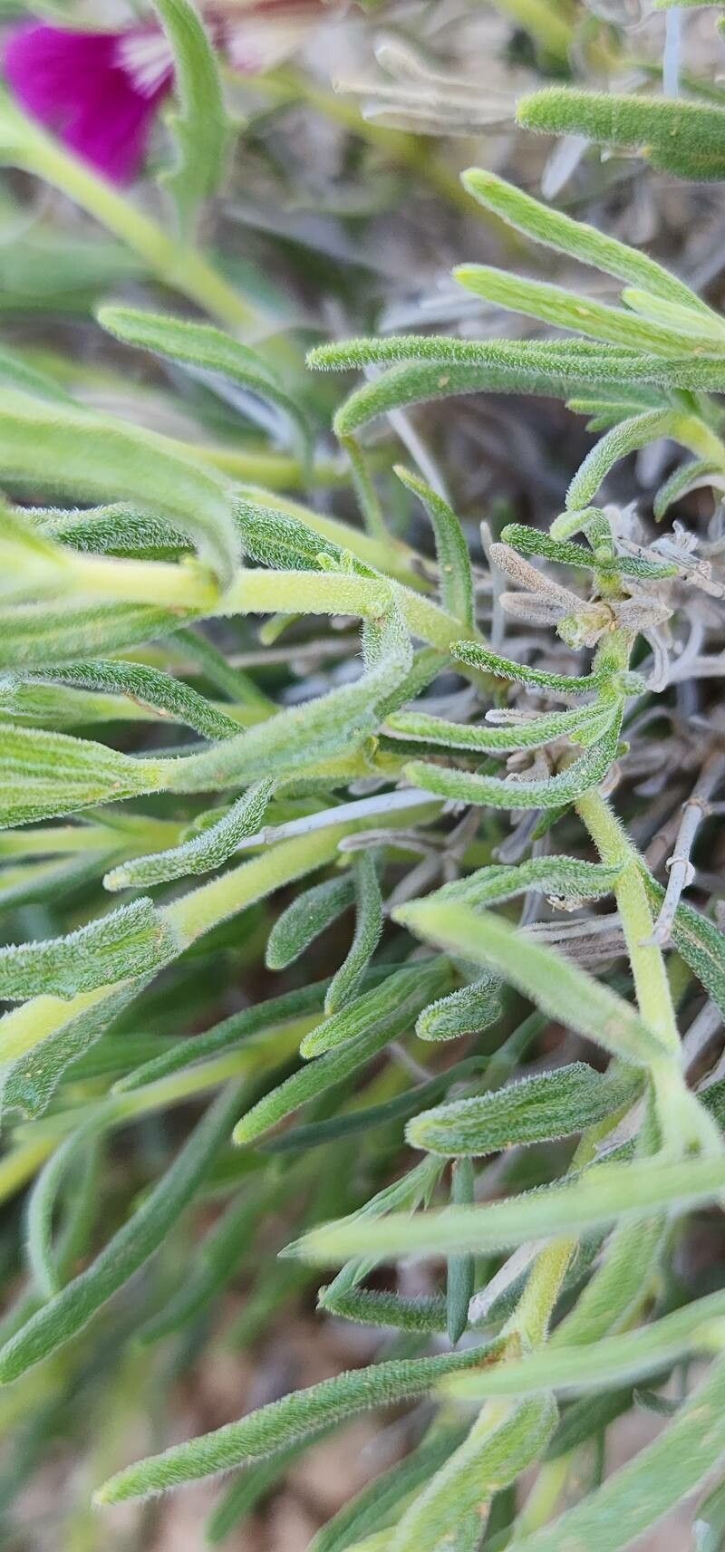 Ajuga chamaecistus bark