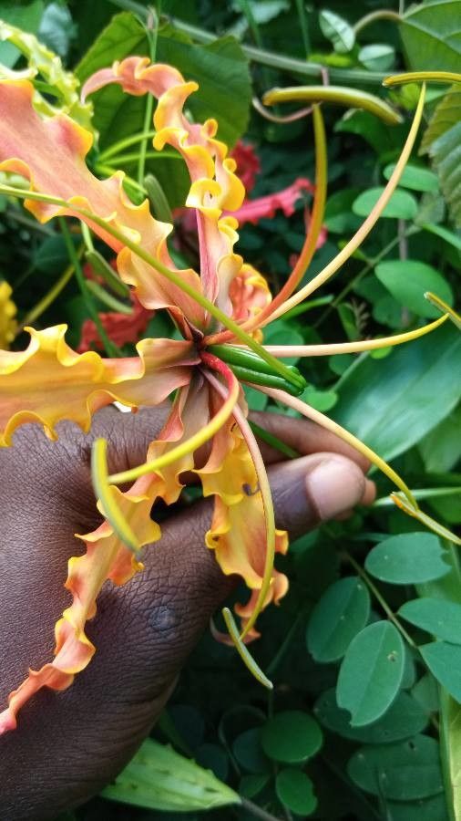 Gloriosa rothschildiana — search result for 'Colchicaceae'