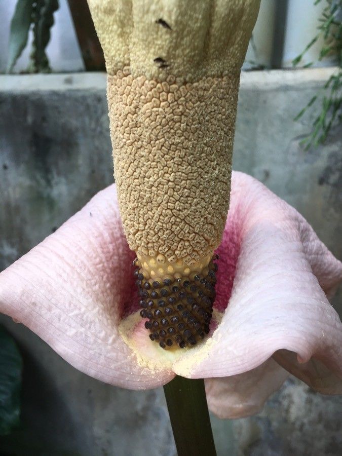 Amorphophallus cicatricifer flower