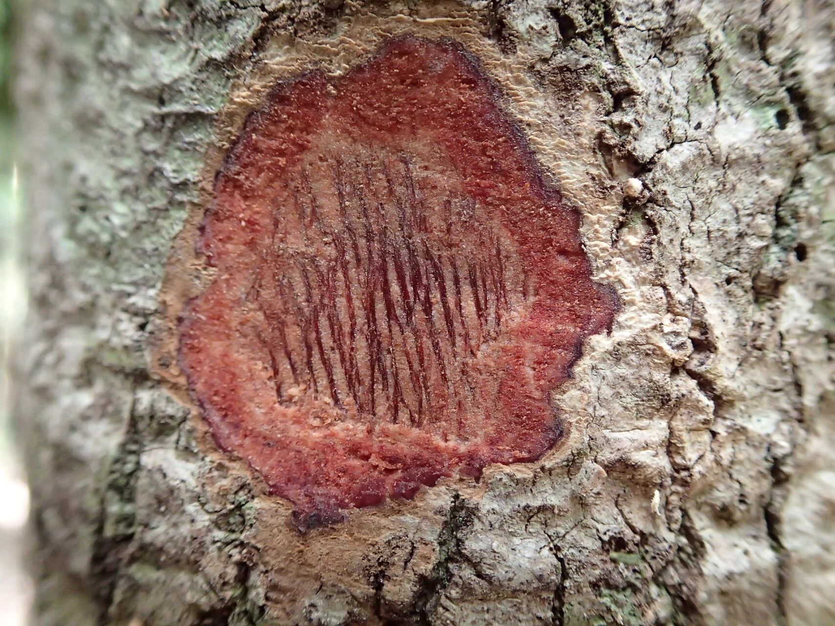 Myrsine lanceolata bark