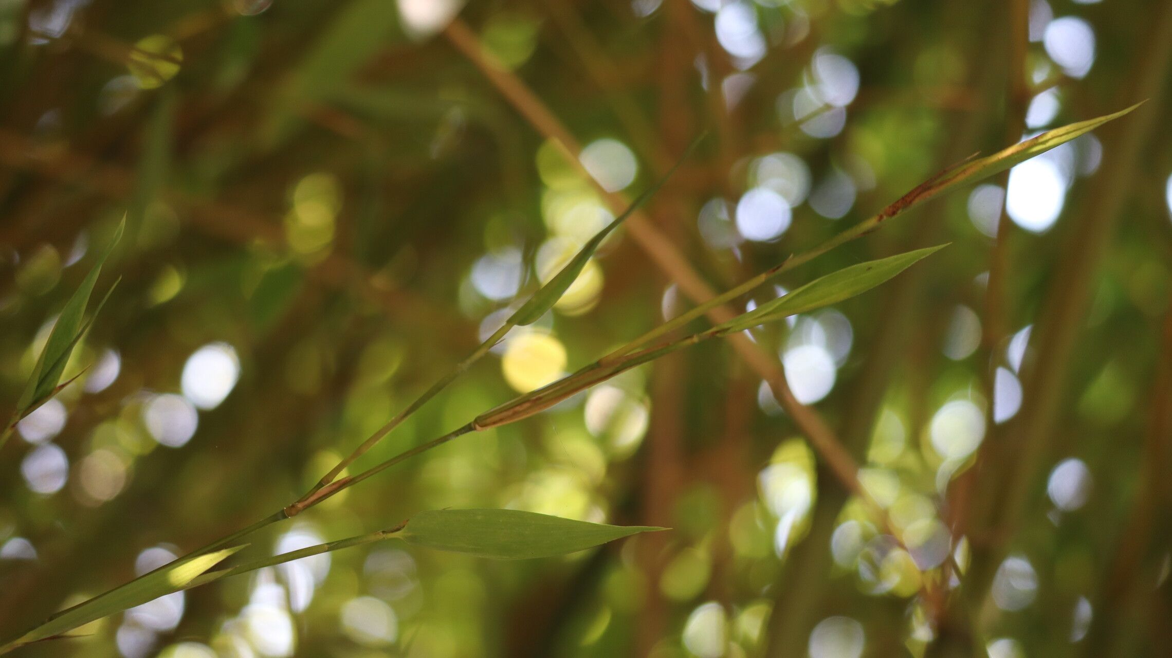 Himalayacalamus hookerianus — search result for 'Bhutan'