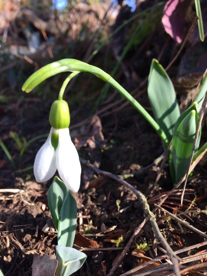 Galanthus elwesii flower