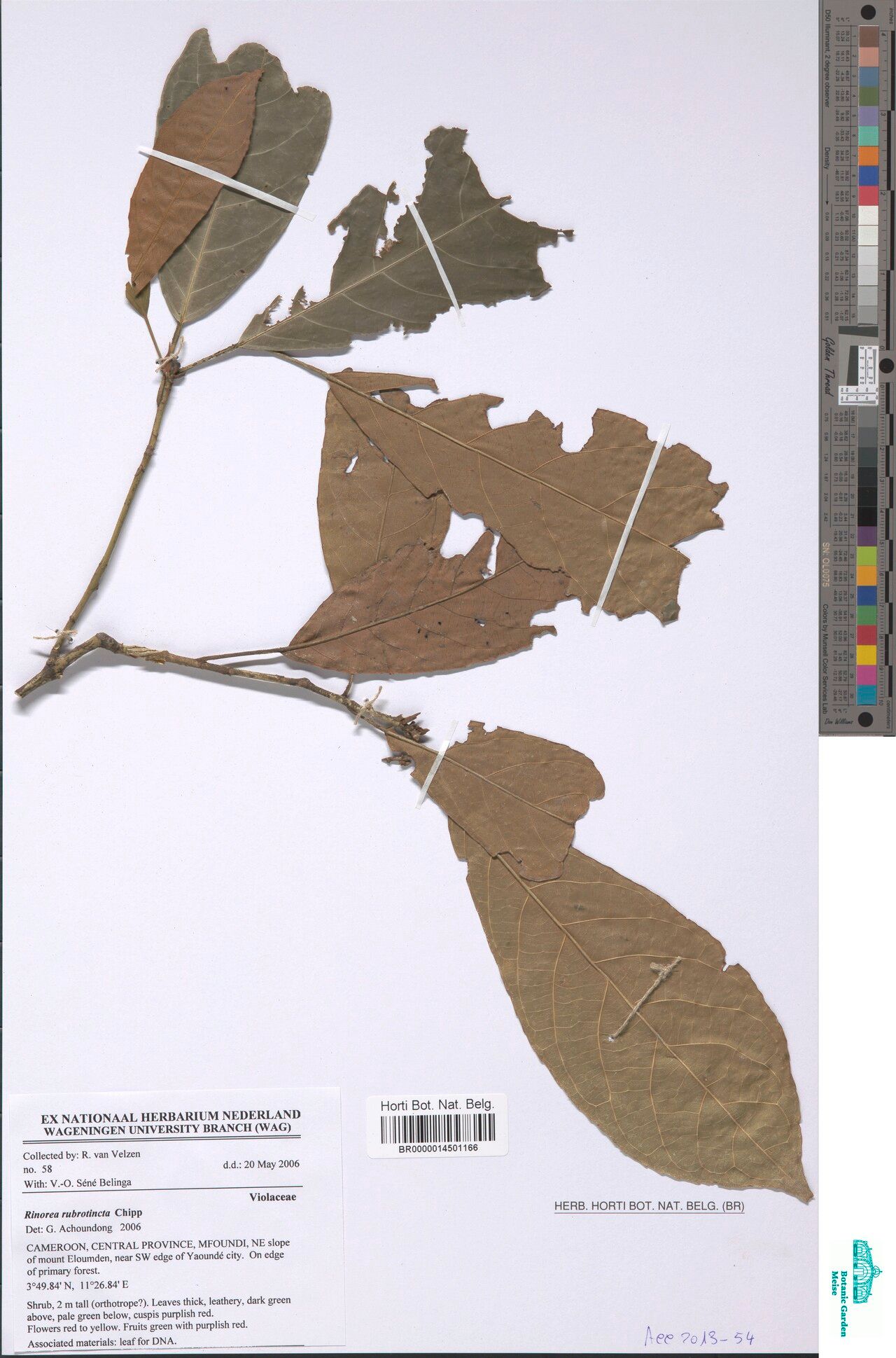 Rinorea rubra — houseplant care guide