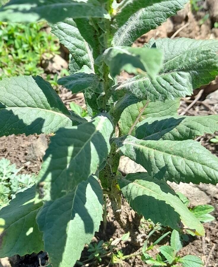 Senecio deferens — houseplant care guide