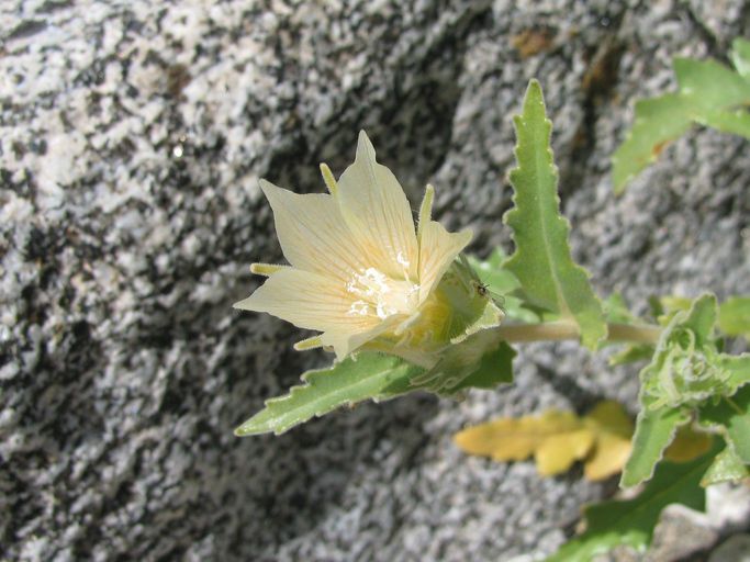 Mentzelia hirsutissima — houseplant care guide