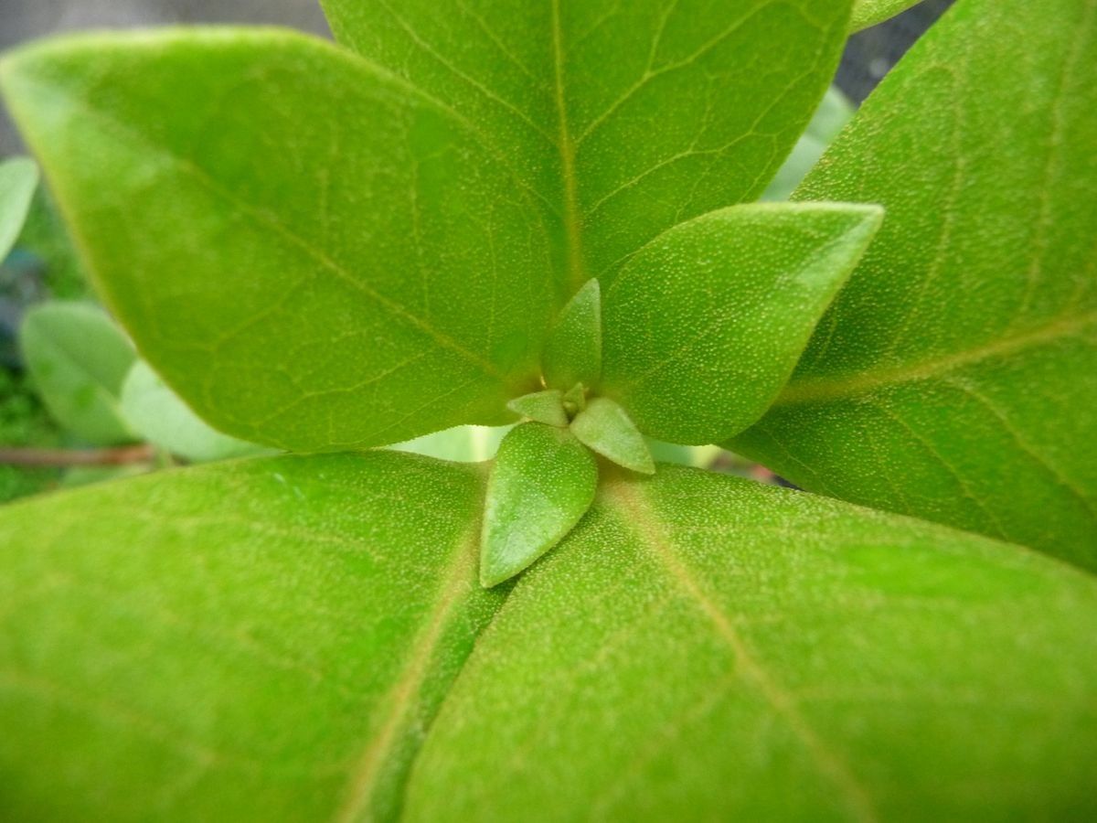 Rhododendron carringtoniae leaf