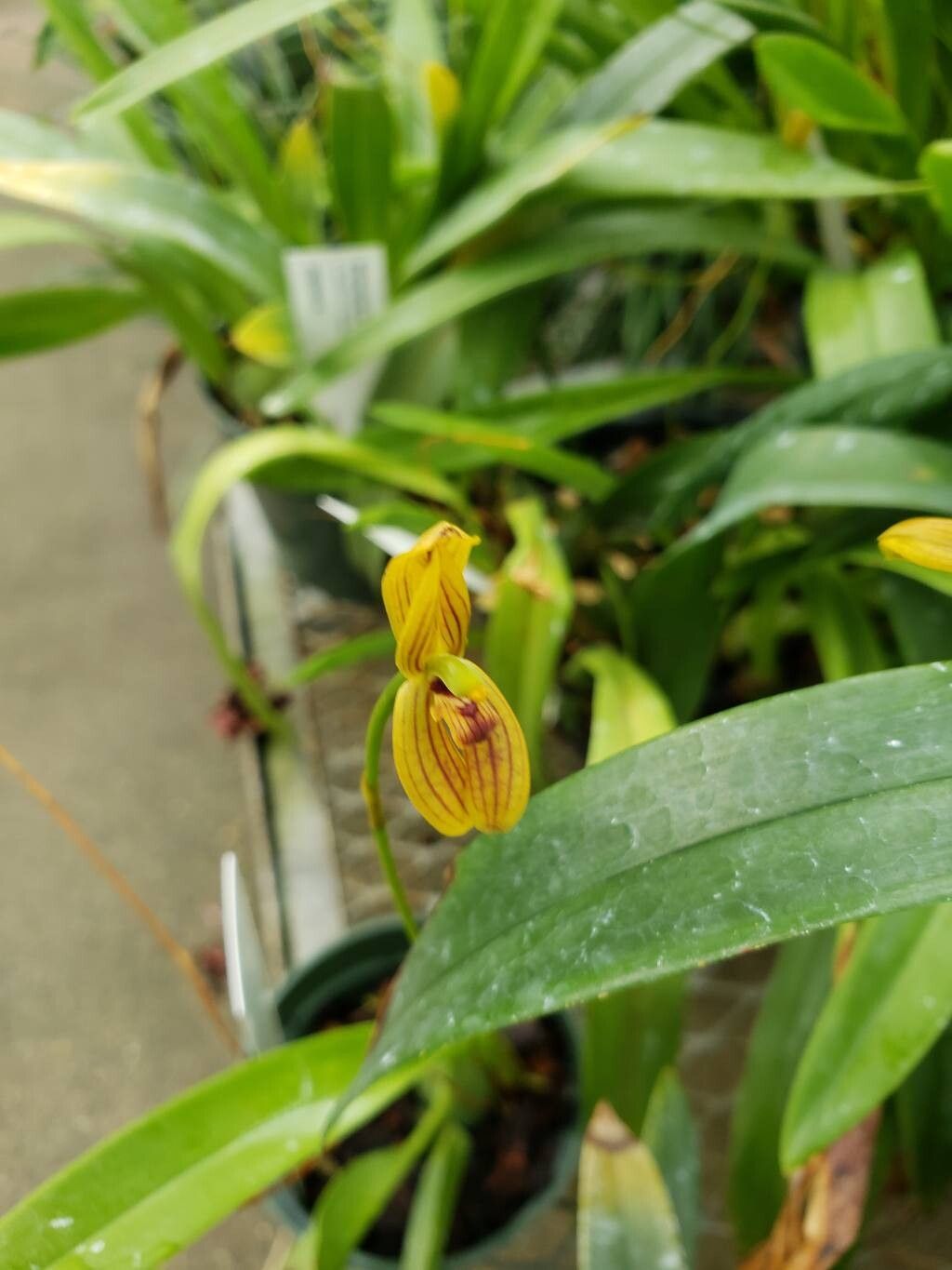 Maxillaria lineolata flower