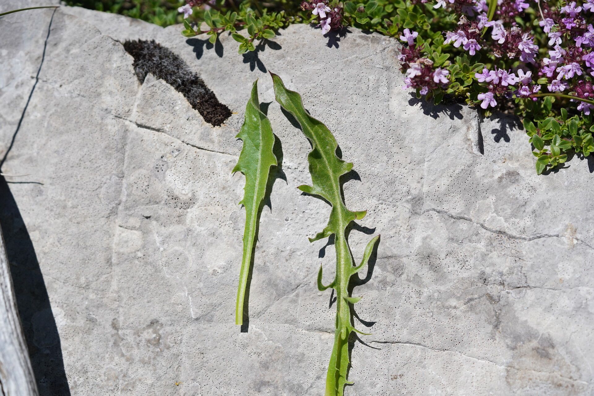Crepis alpestris leaf