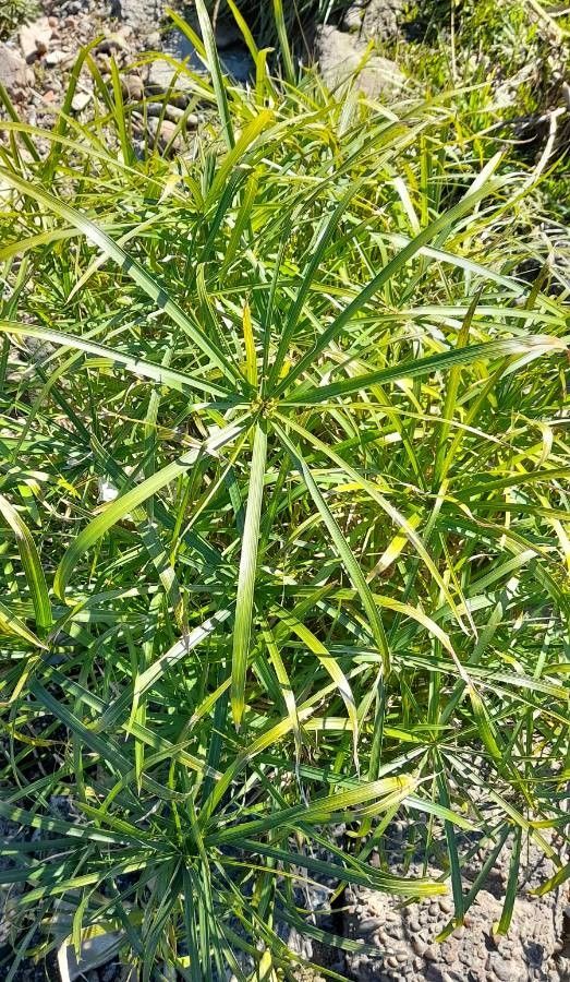 Cyperus unicolor habit