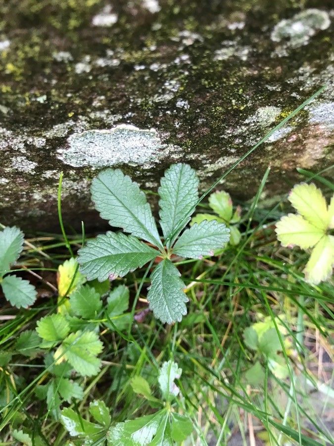 Sibbaldia procumbens — houseplant care guide