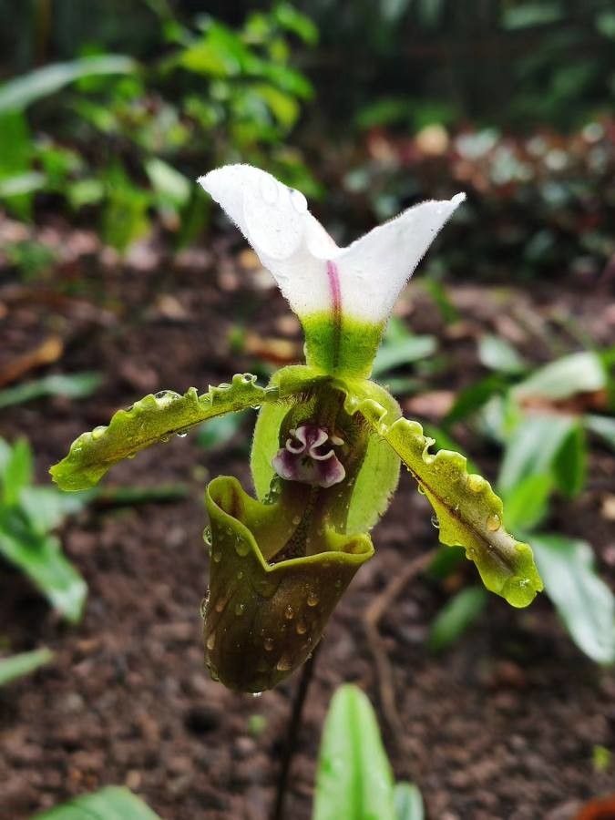 Paphiopedilum spicerianum flower