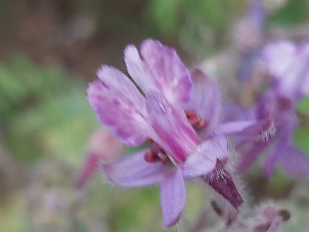 Delphinium speciosum flower