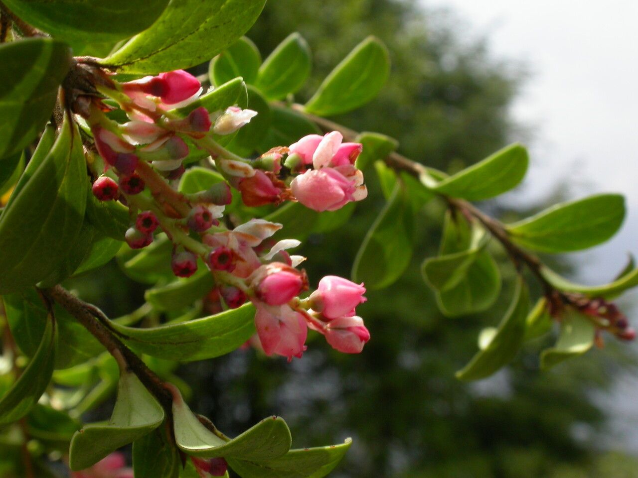 Vaccinium retusum habit