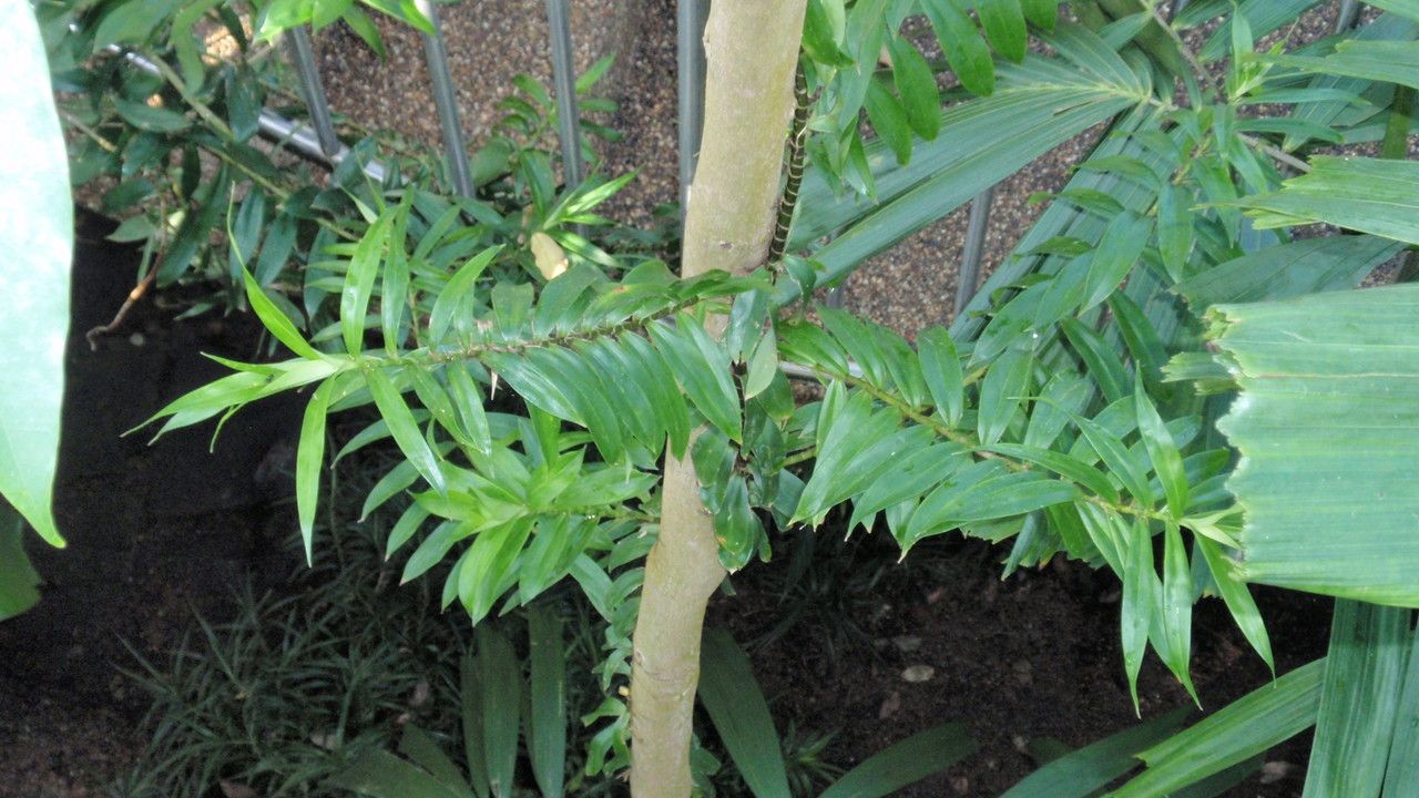 Freycinetia scandens leaf